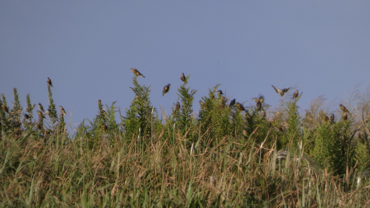 Oriental Greenfinch - ML642469138