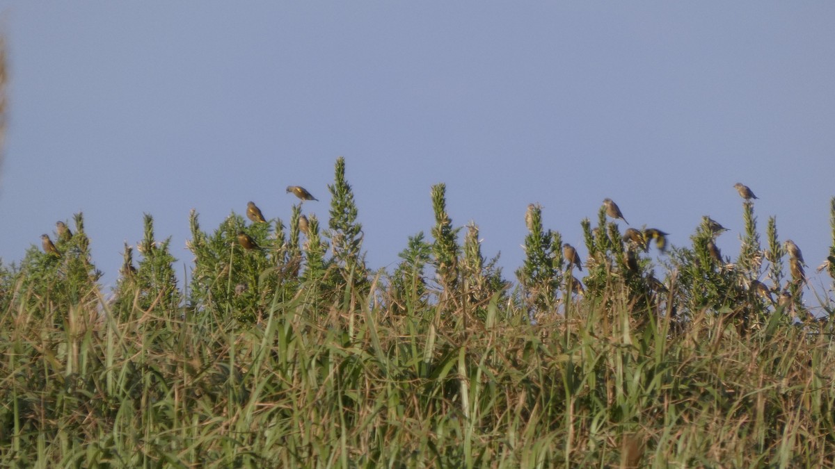 Oriental Greenfinch - ML642469139