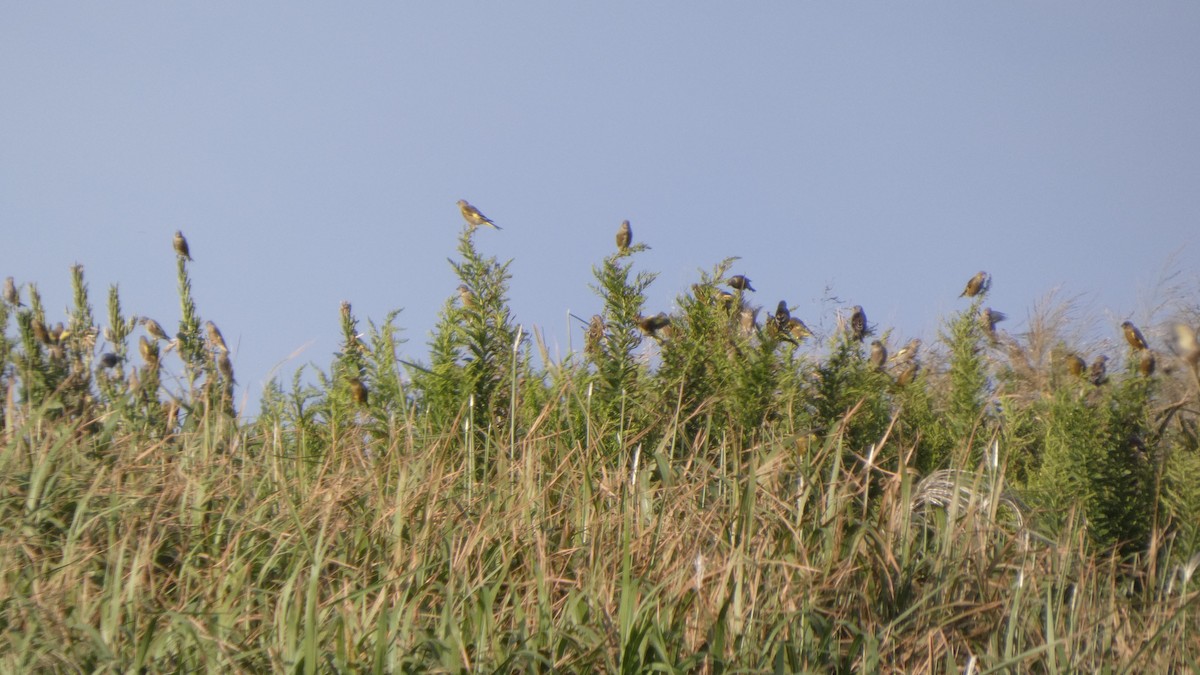 Oriental Greenfinch - ML642469140