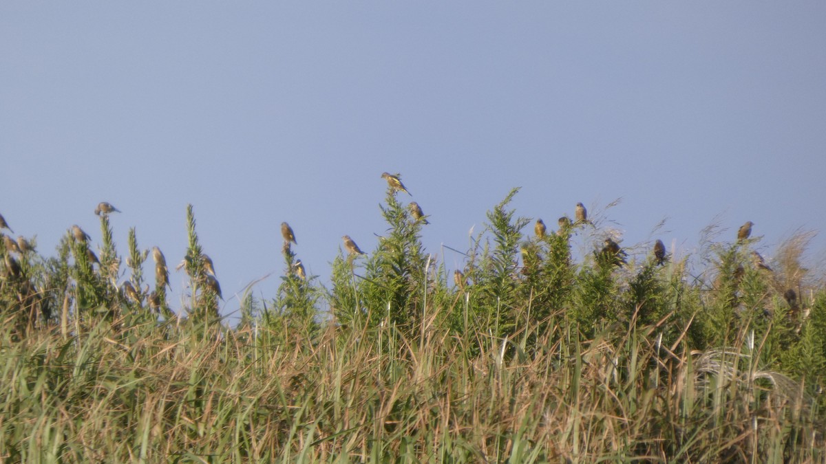 Oriental Greenfinch - ML642469142