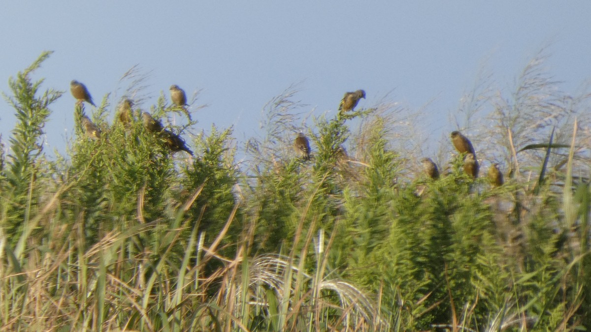 Oriental Greenfinch - ML642469143