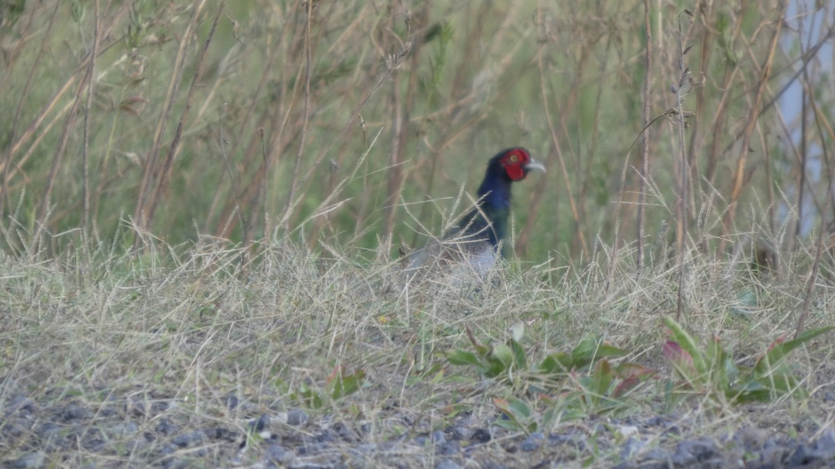 Green Pheasant - ML642469197