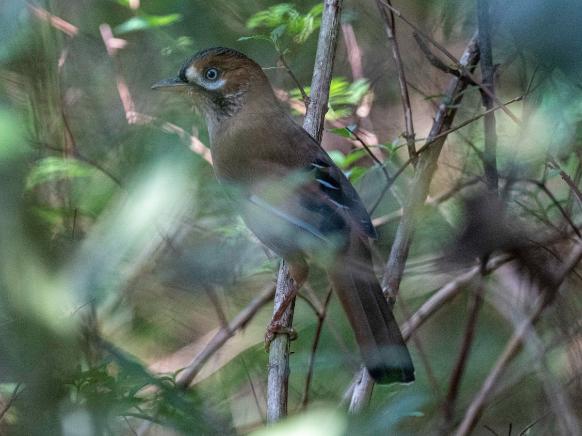 Bıyıklı Gevezeardıç - ML642469215