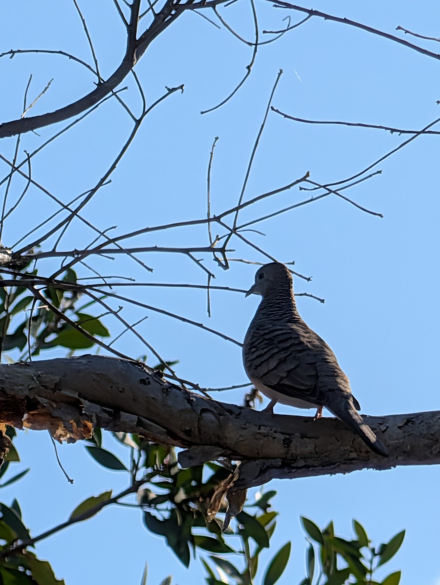 Peaceful Dove - ML642469222