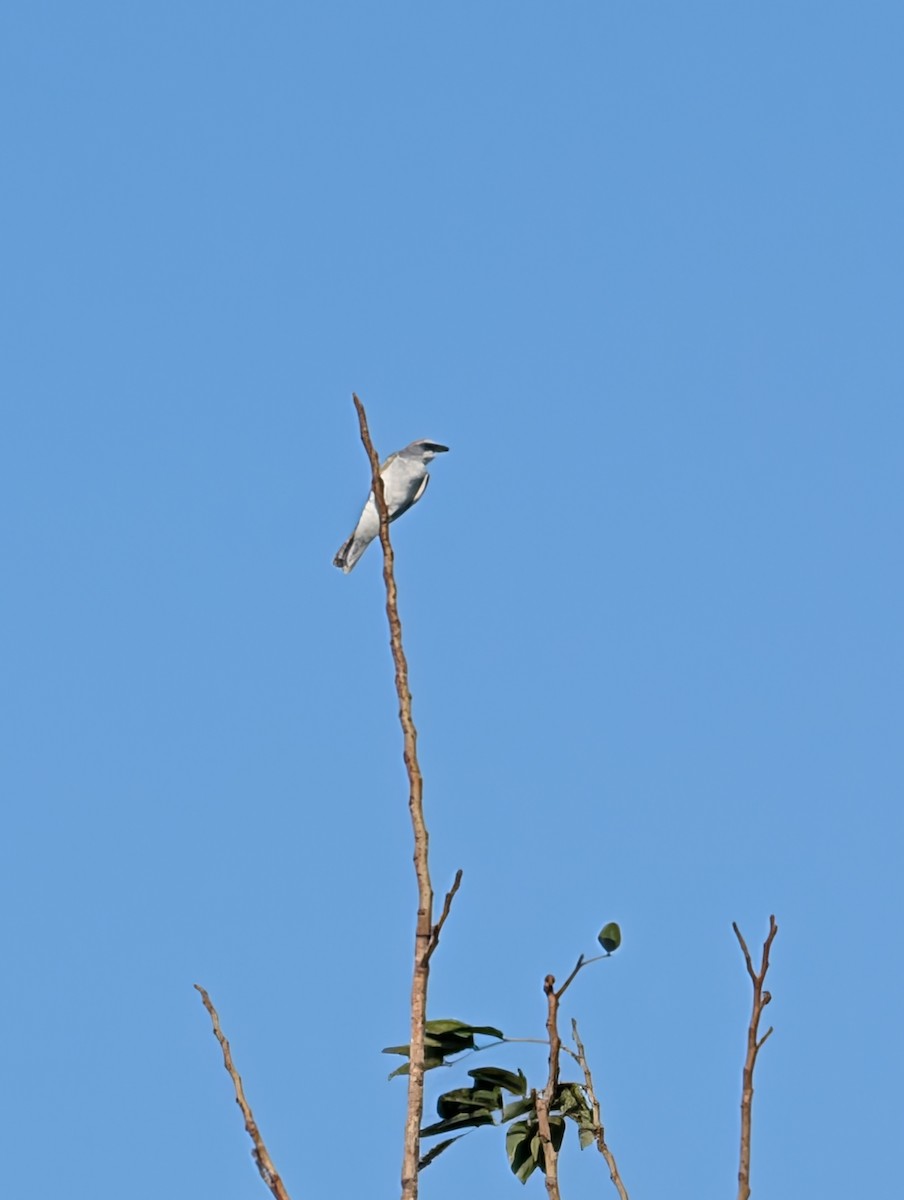 White-bellied Cuckooshrike - ML642469228