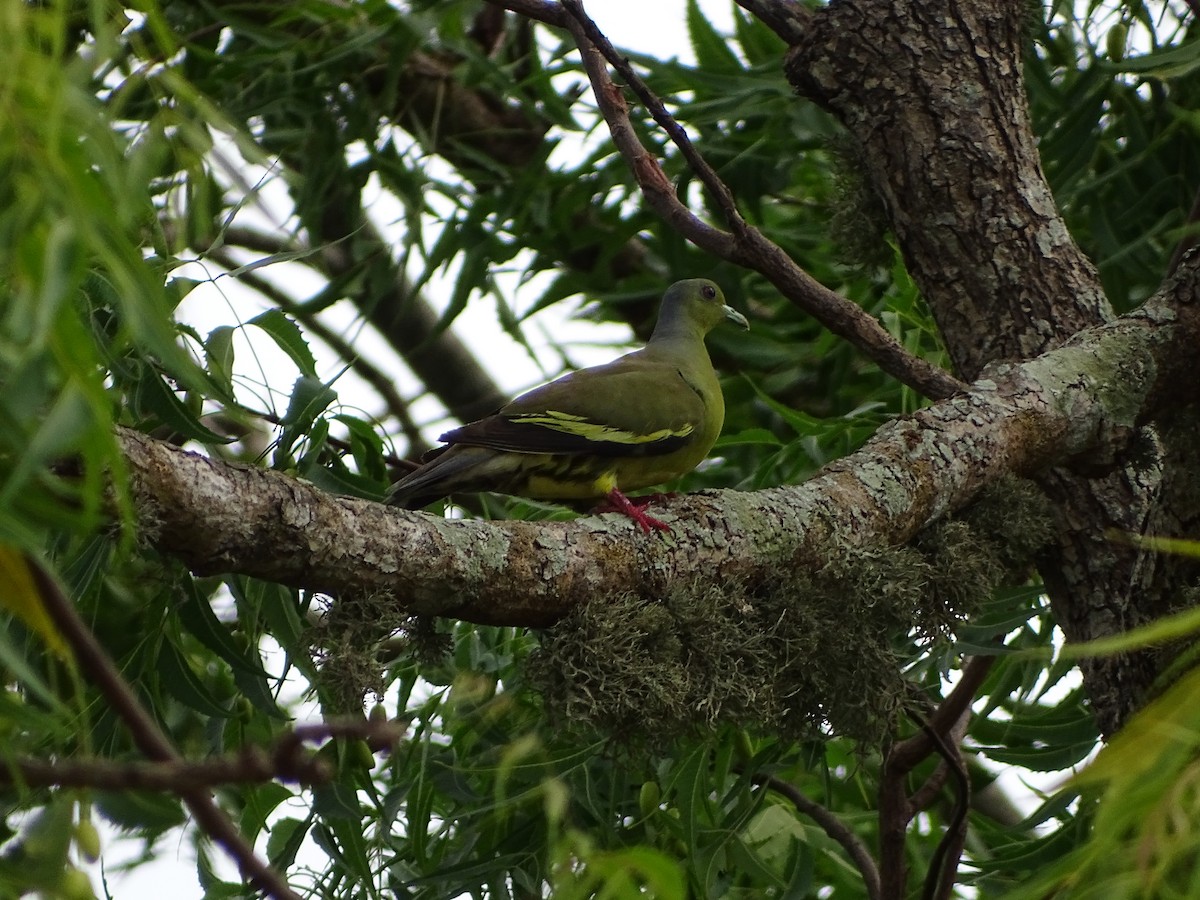 Orange-breasted Green-Pigeon - ML642469229