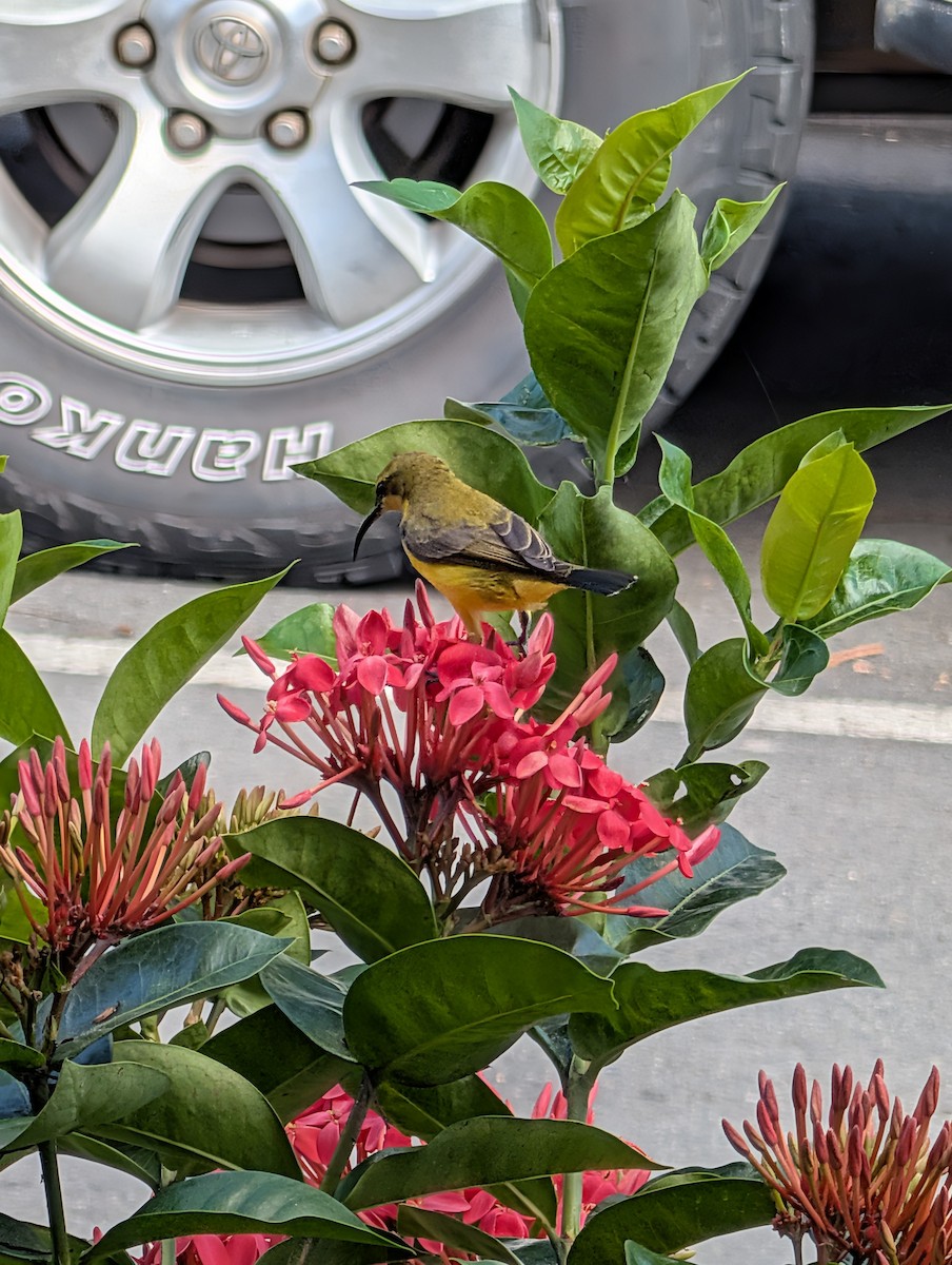 Sahul Sunbird - ML642469233