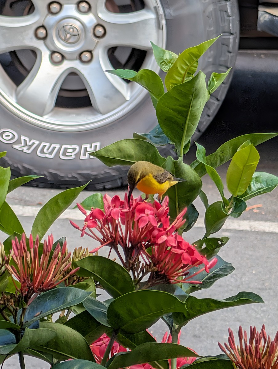 Sahul Sunbird - ML642469234