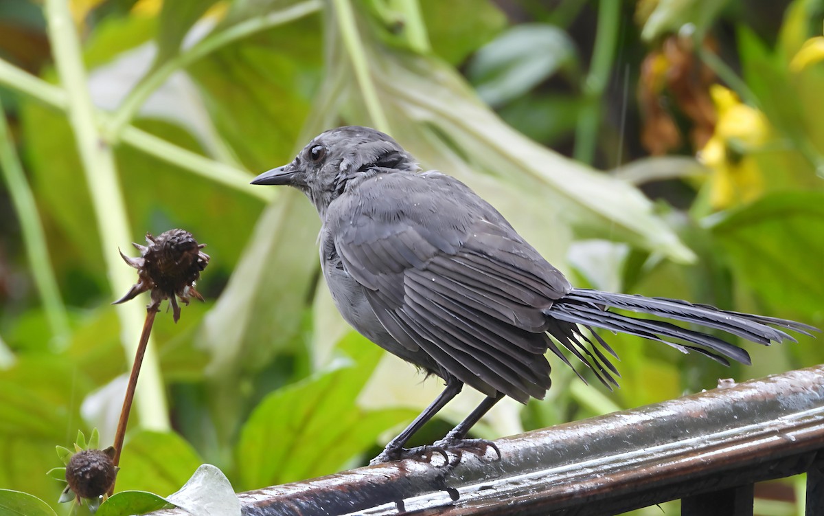 Gray Catbird - ML642469242