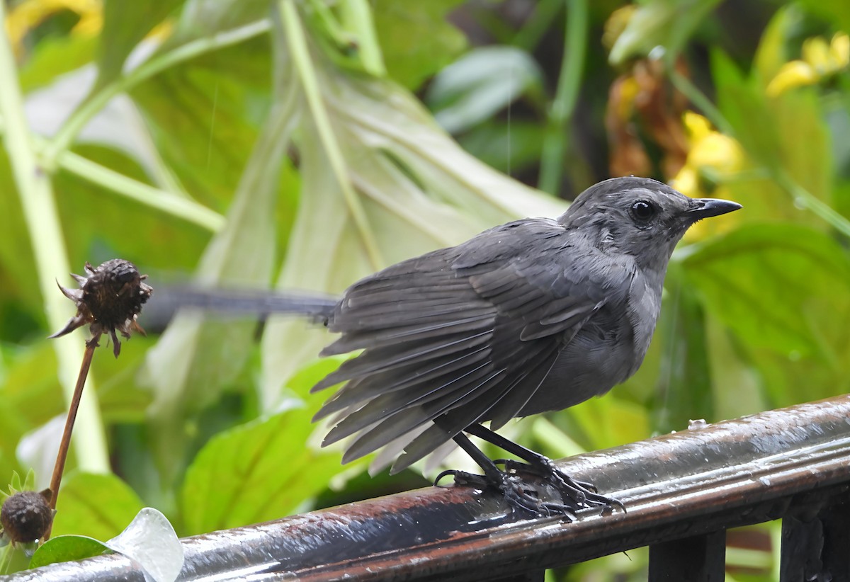 Gray Catbird - ML642469243