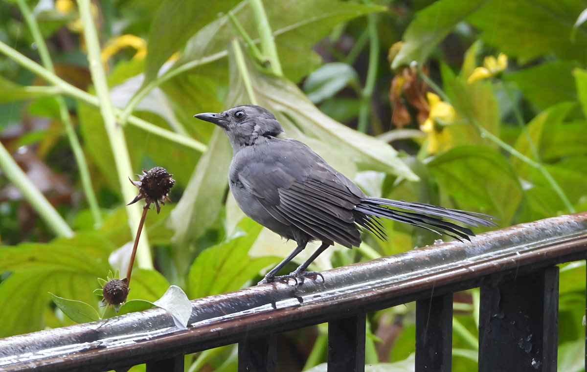 Gray Catbird - ML642469244