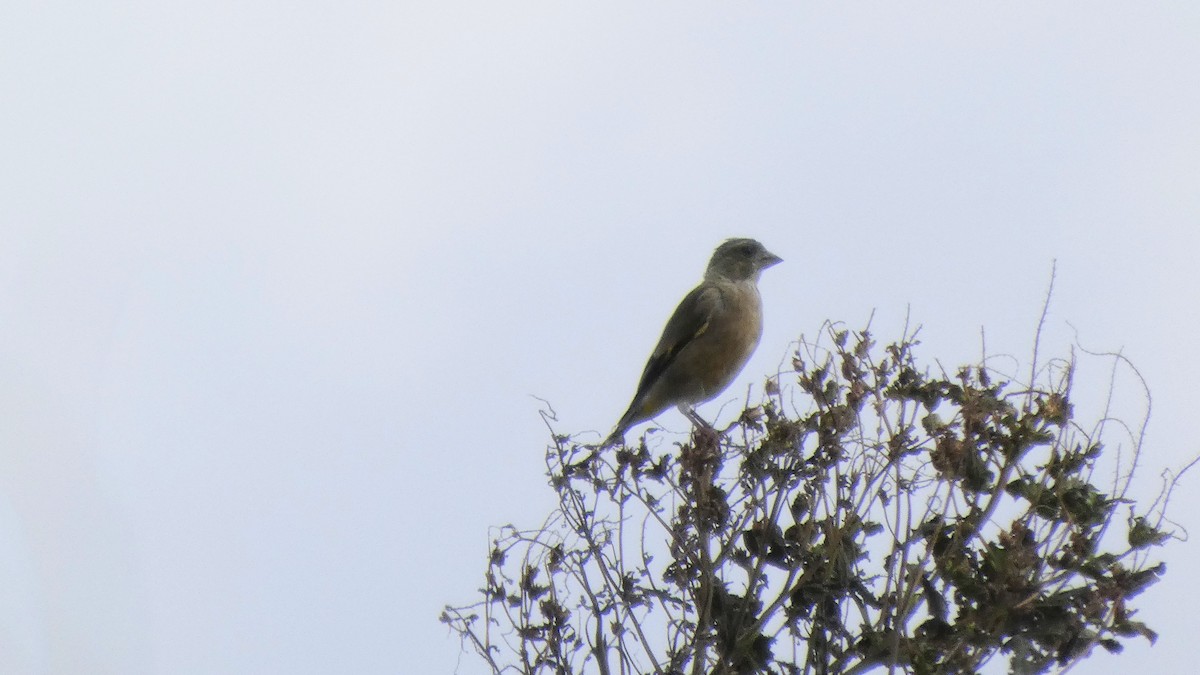 Oriental Greenfinch - ML642469268