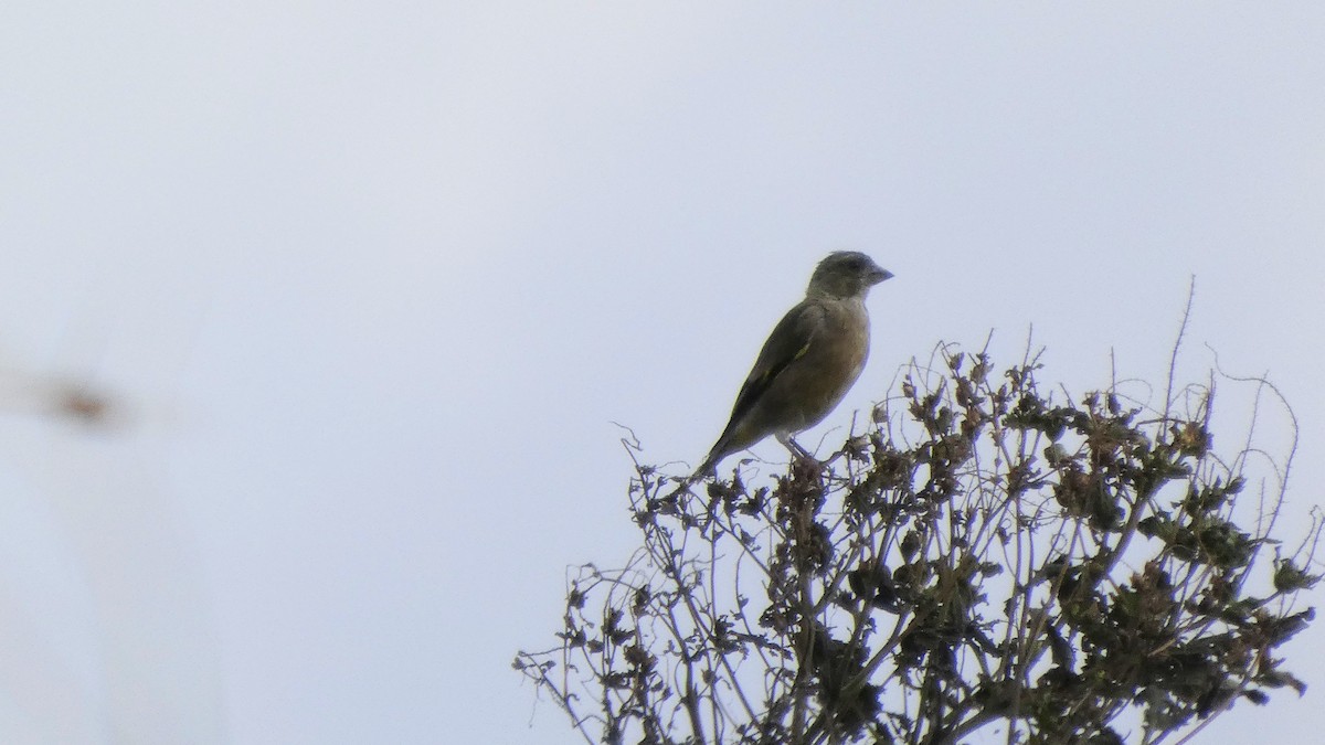 Oriental Greenfinch - ML642469269