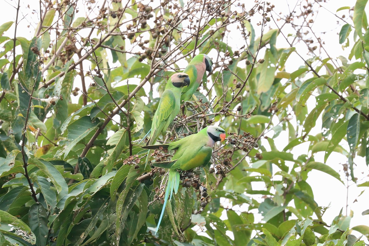 Red-breasted Parakeet - ML642469286