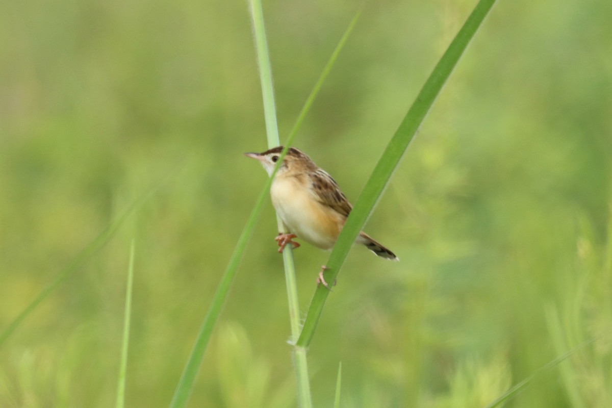 Zitting Cisticola - ML642469290