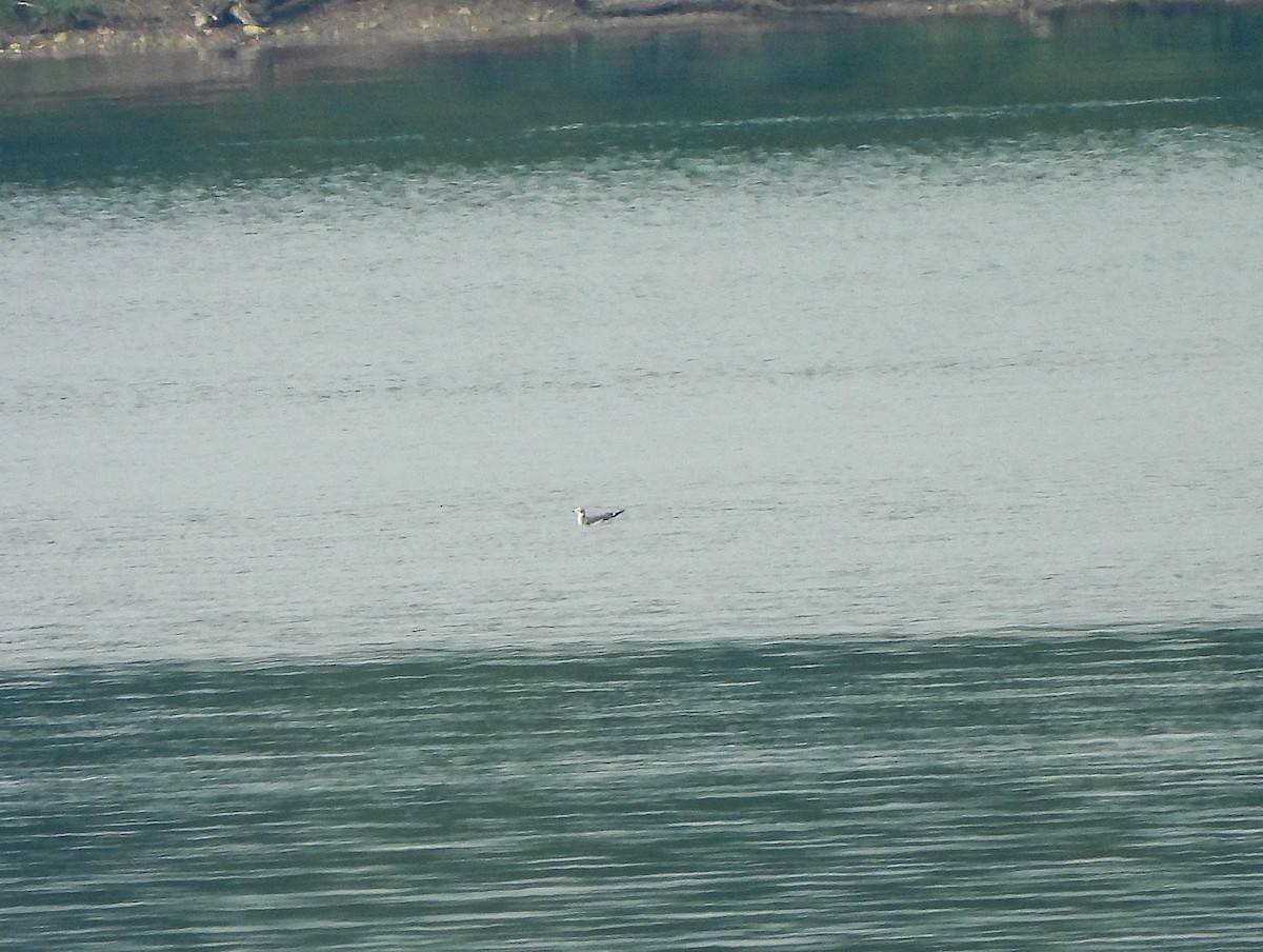Mouette de Sabine - ML642469318