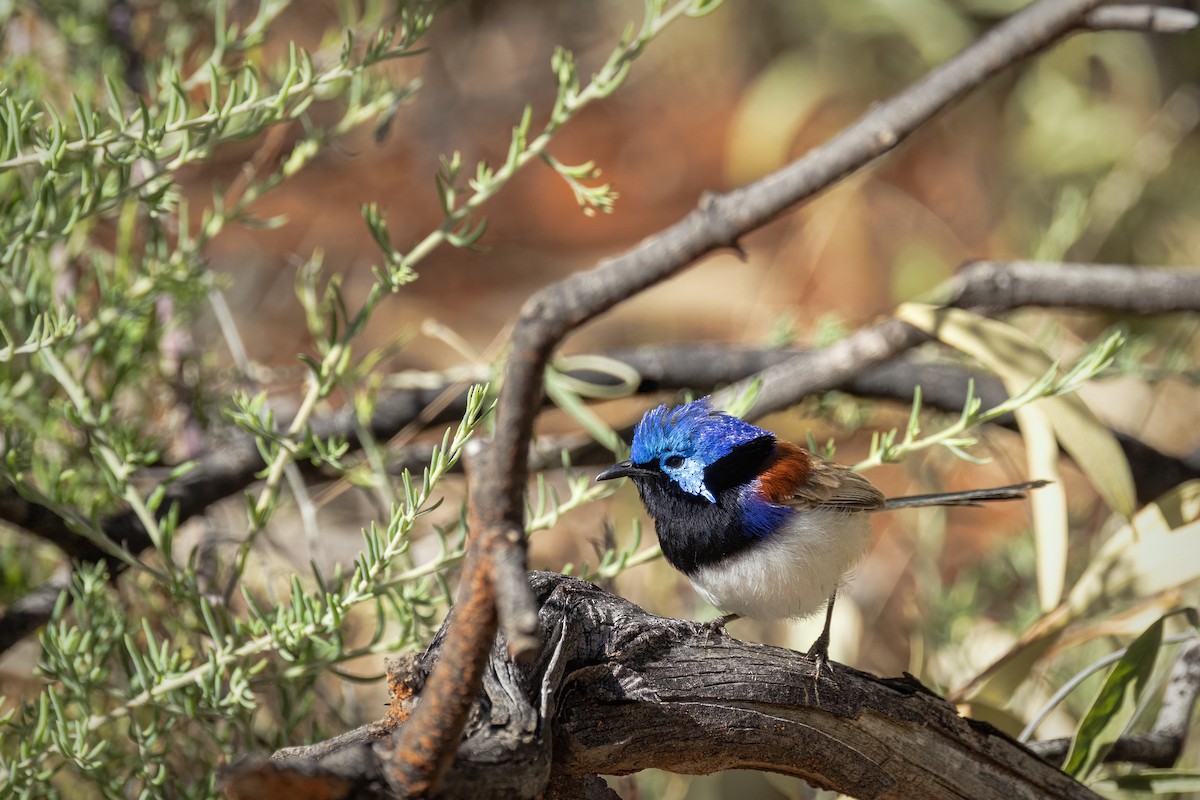 Purple-backed Fairywren - ML642469332