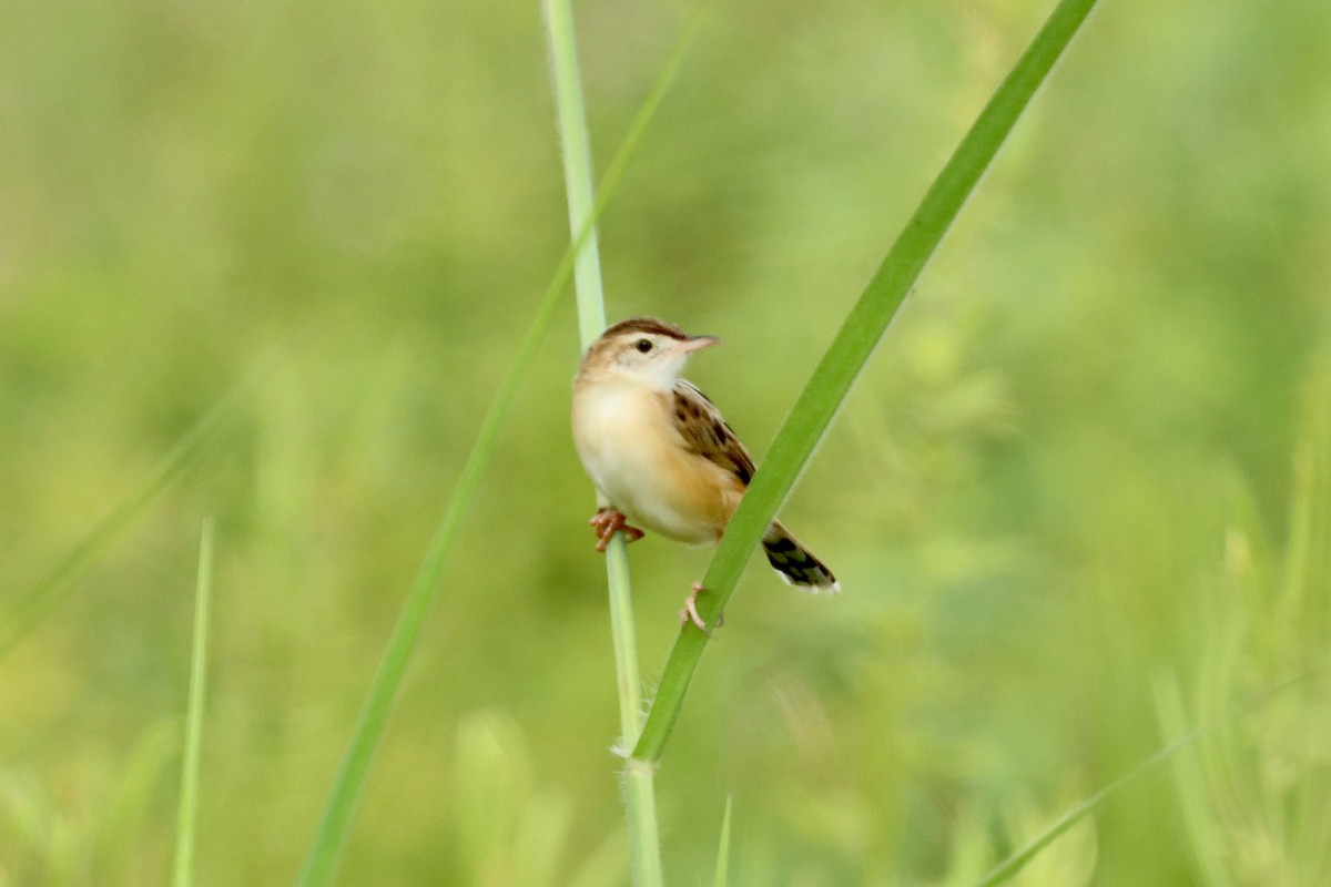 Zitting Cisticola - ML642469338