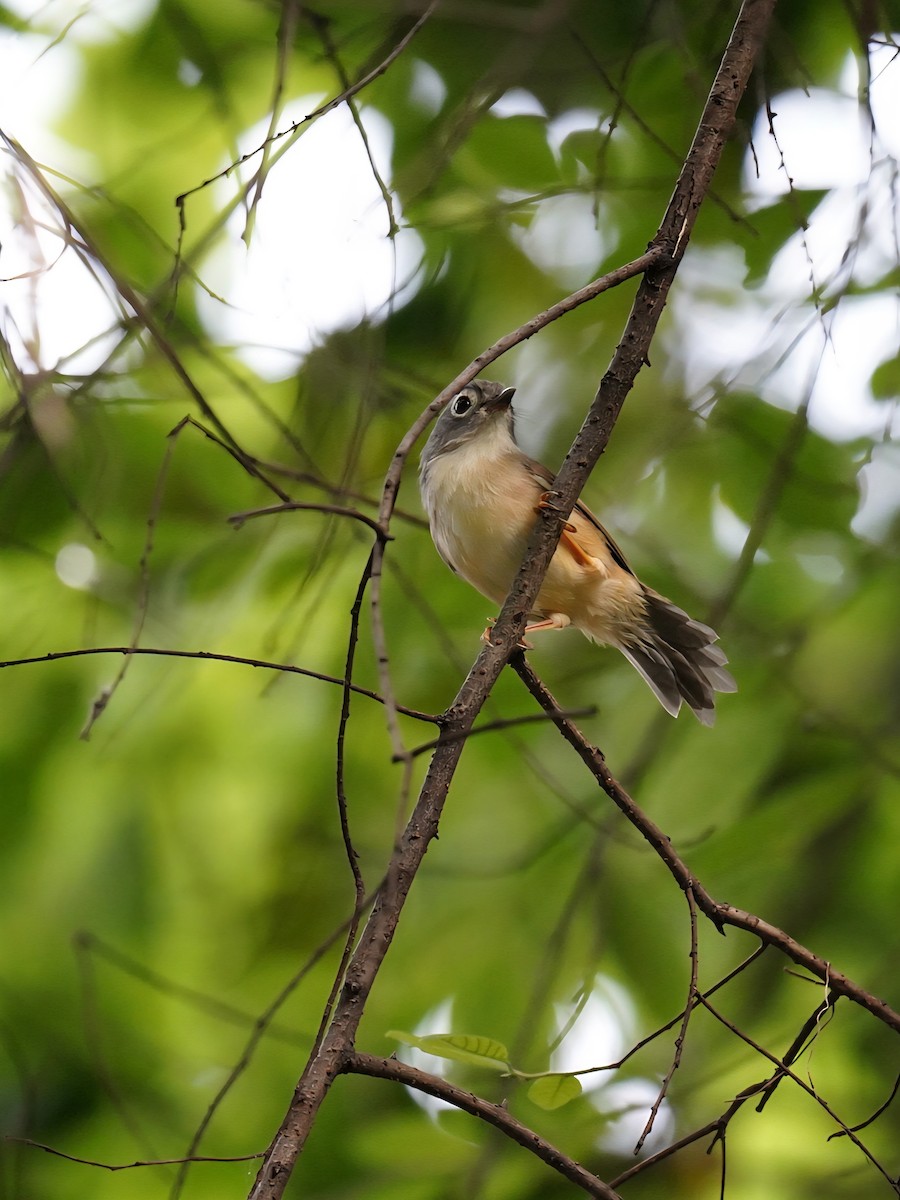 Morrison's Fulvetta - ML642469343