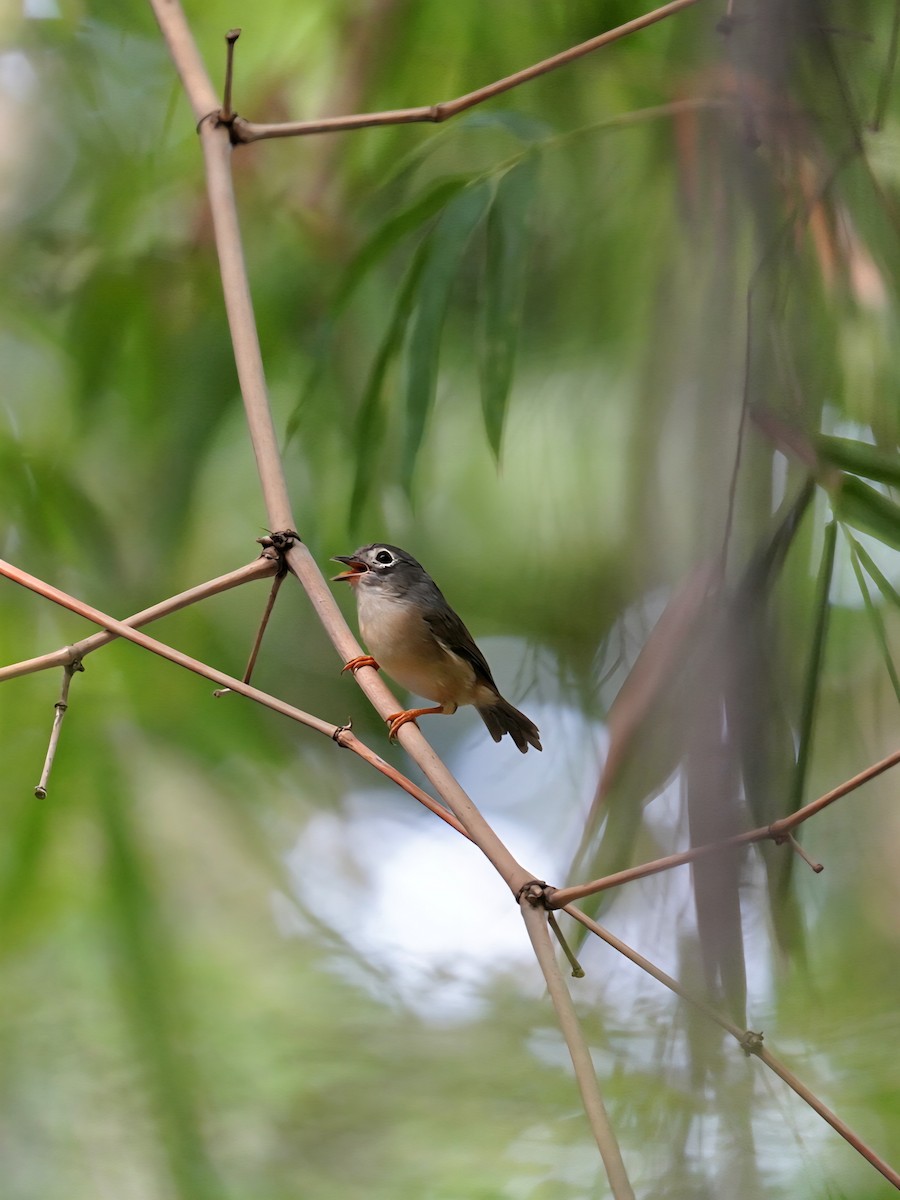 Morrison's Fulvetta - ML642469344
