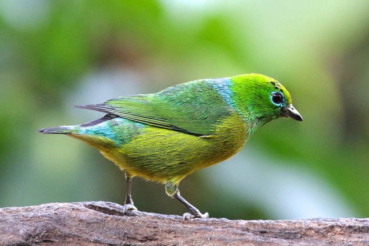 Blue-naped Chlorophonia - ML642469345