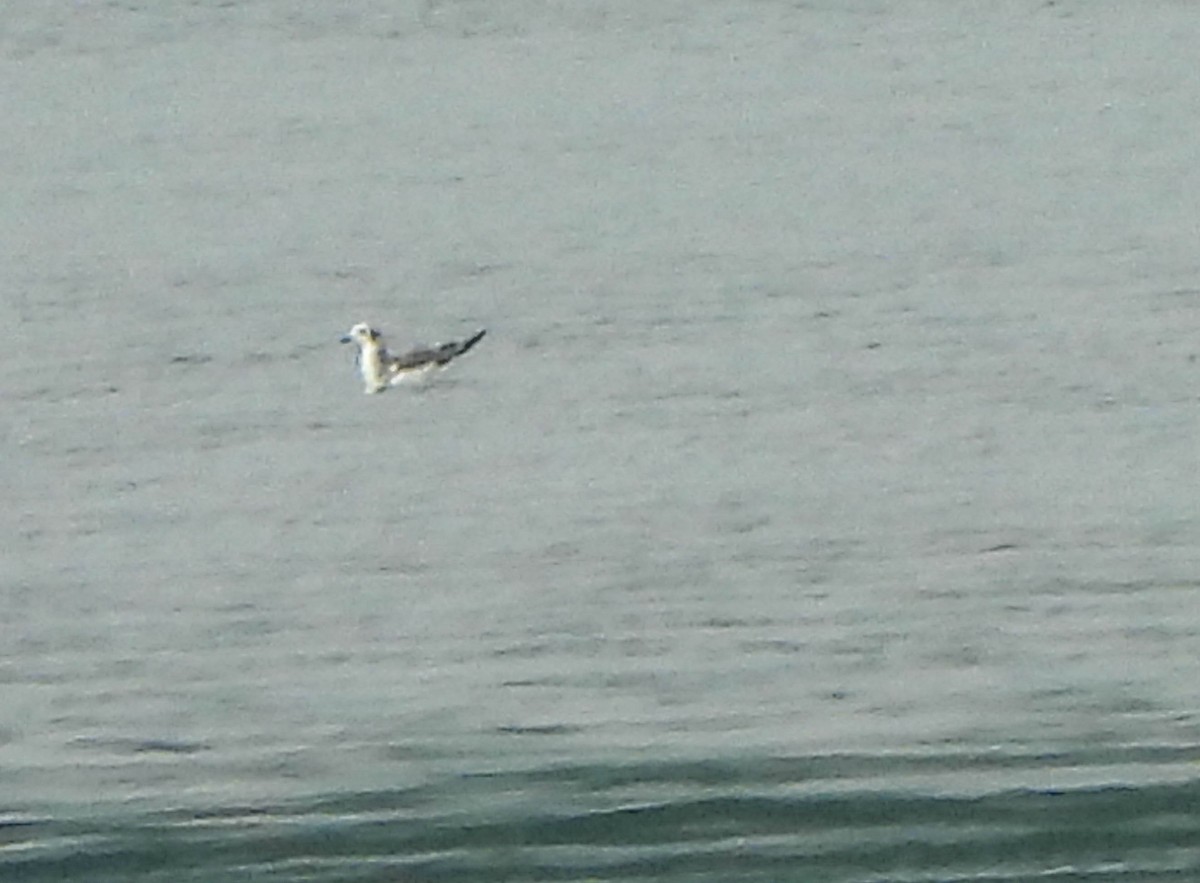 Mouette de Sabine - ML642469352