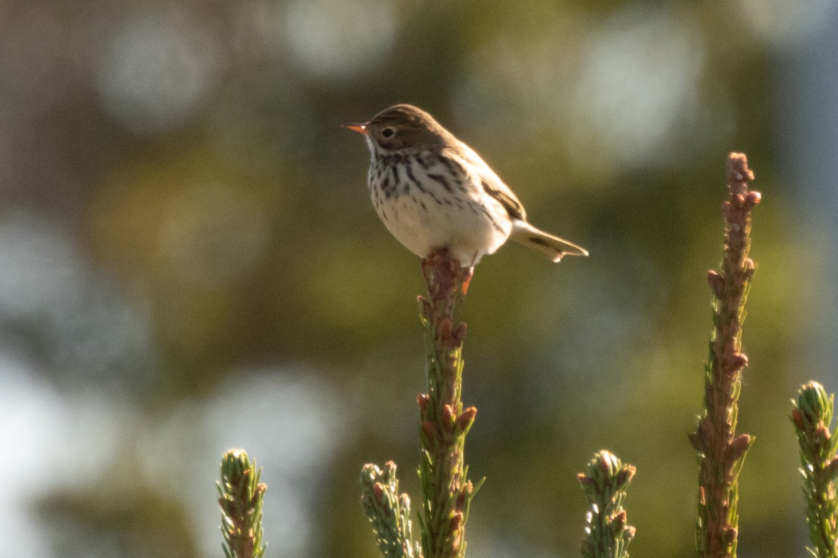 Meadow Pipit - ML642469378