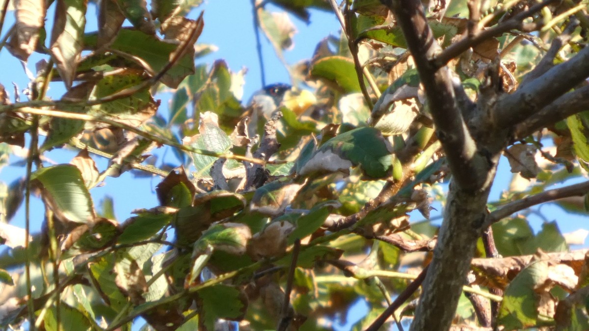 Japanese Grosbeak - ML642469383