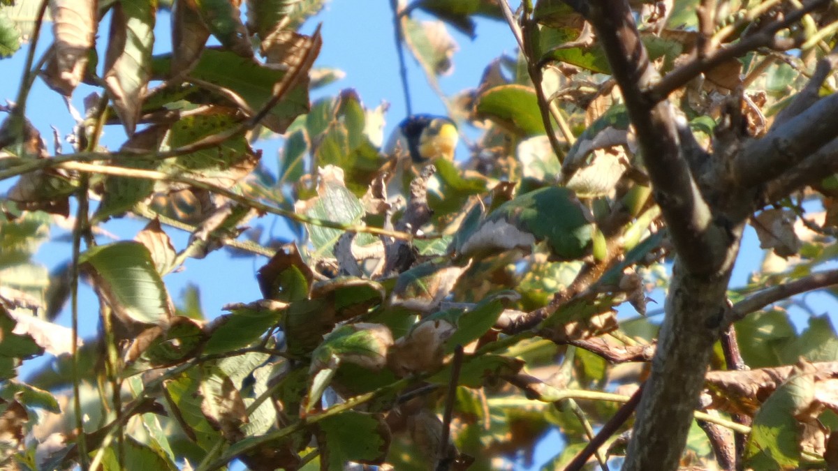 Japanese Grosbeak - ML642469384
