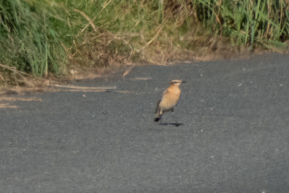 Northern Wheatear - ML642469385