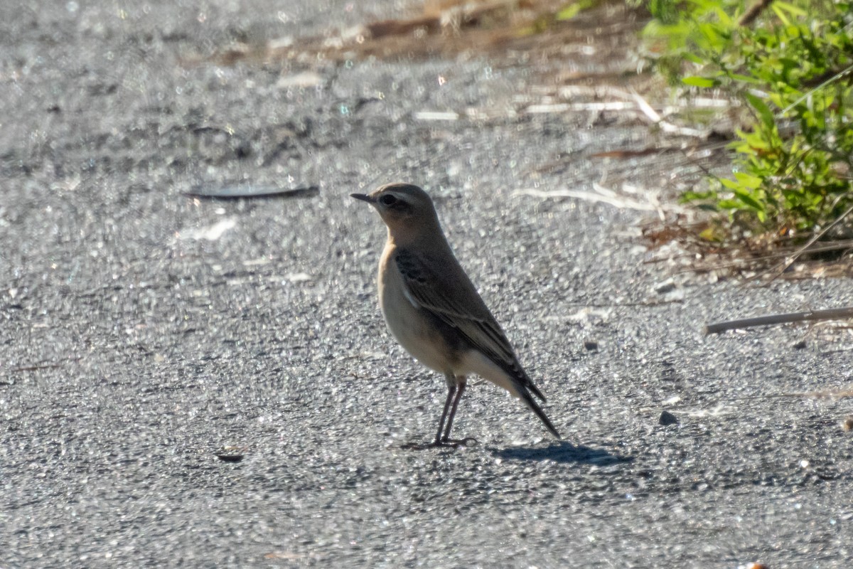 Northern Wheatear - ML642469386