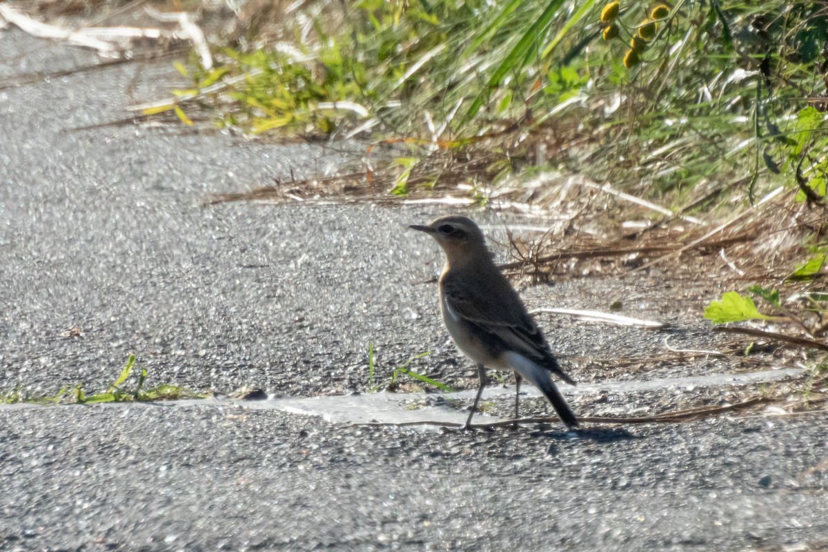 Northern Wheatear - ML642469387
