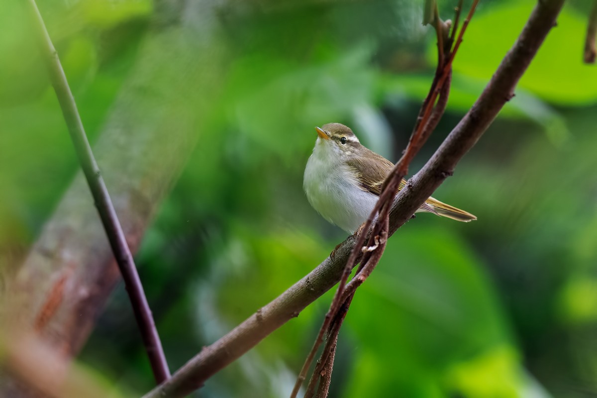 Eastern Crowned Warbler - ML642469388