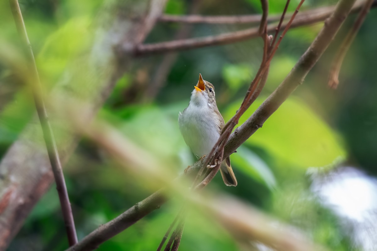 Eastern Crowned Warbler - ML642469389