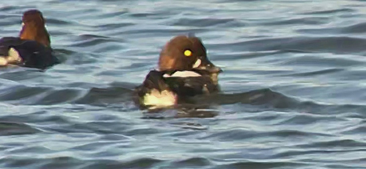 Common Goldeneye - ML642469390