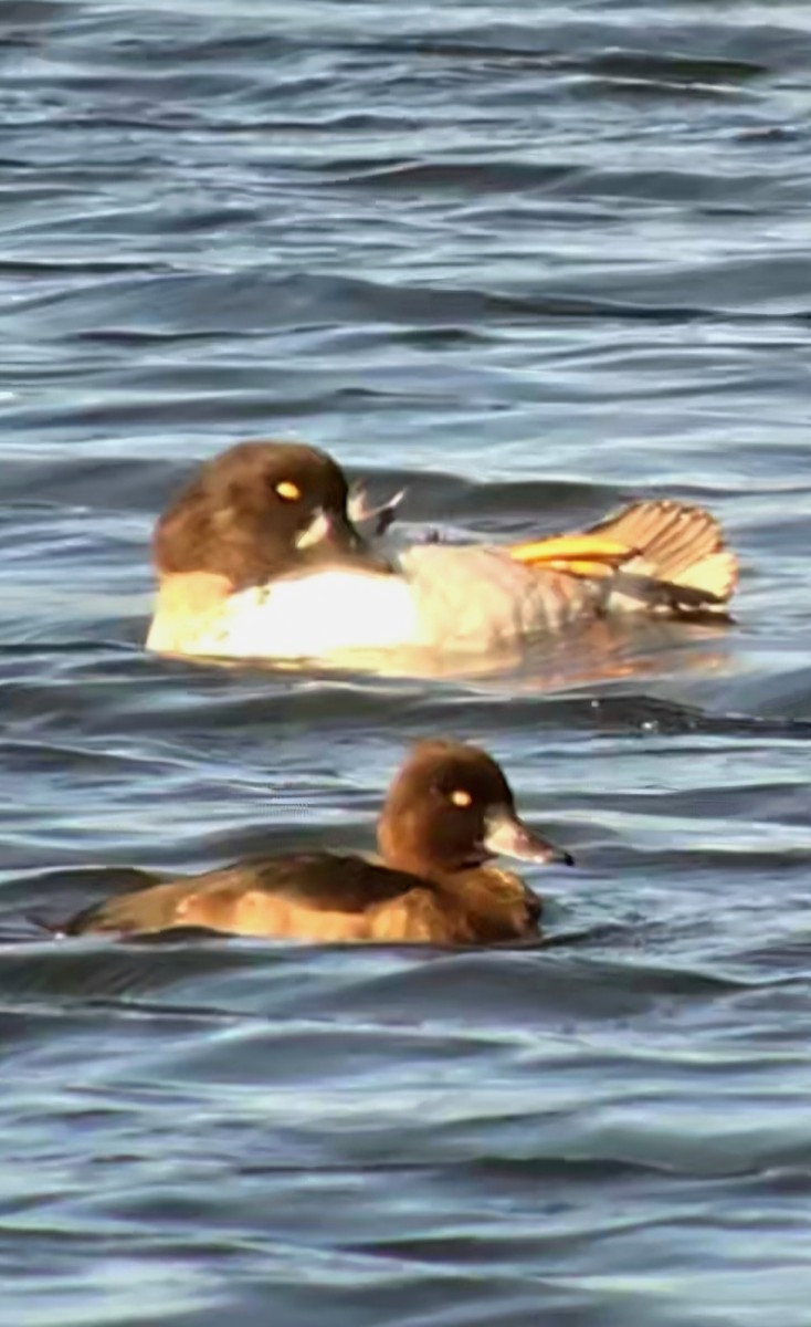 Common Goldeneye - ML642469391
