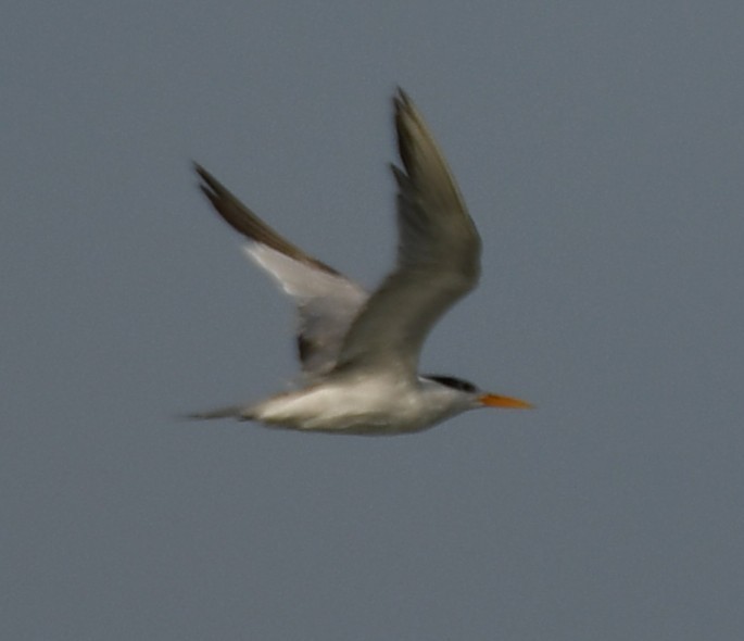 Lesser Crested Tern - ML642469394