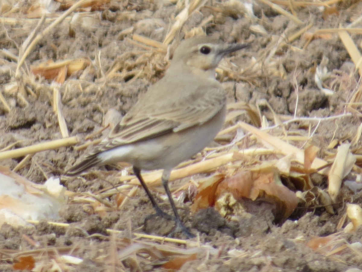 Isabelline Wheatear - ML642469395