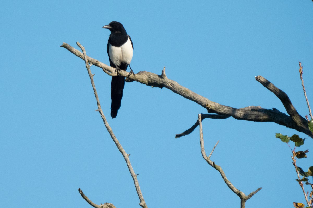 Eurasian Magpie - ML642469396