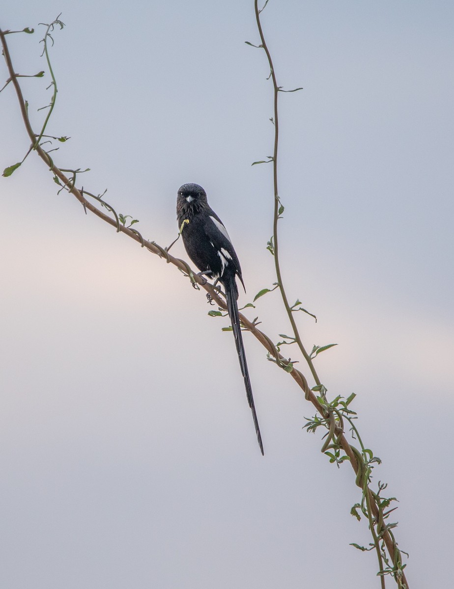 Magpie Shrike - ML642469397