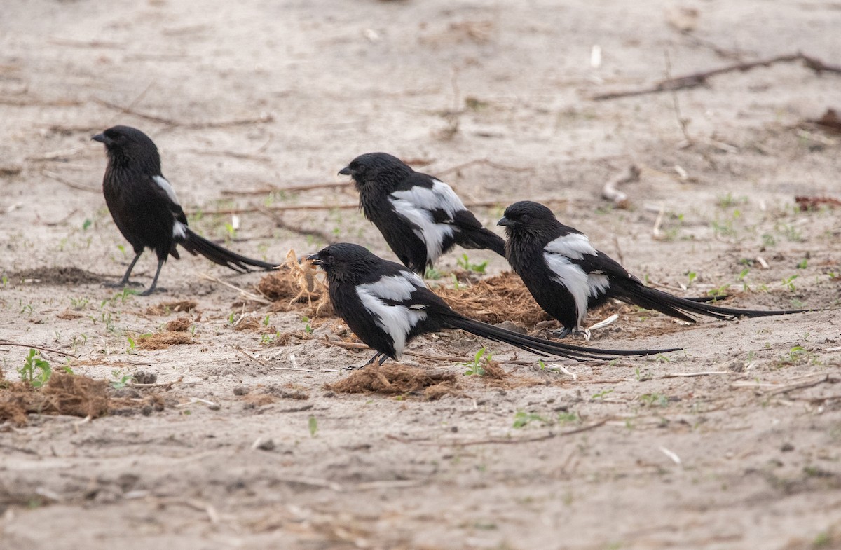Magpie Shrike - ML642469398