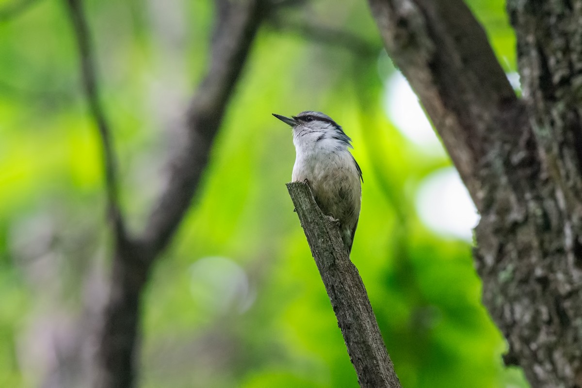 Eurasian Nuthatch - ML642469399