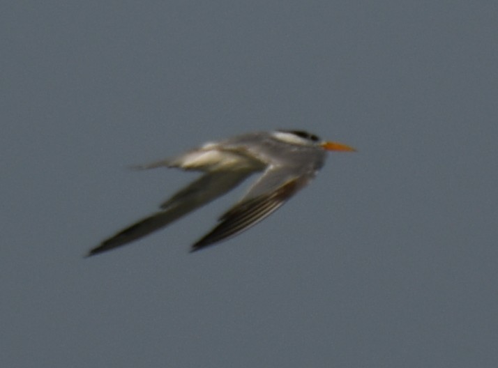 Lesser Crested Tern - ML642469400