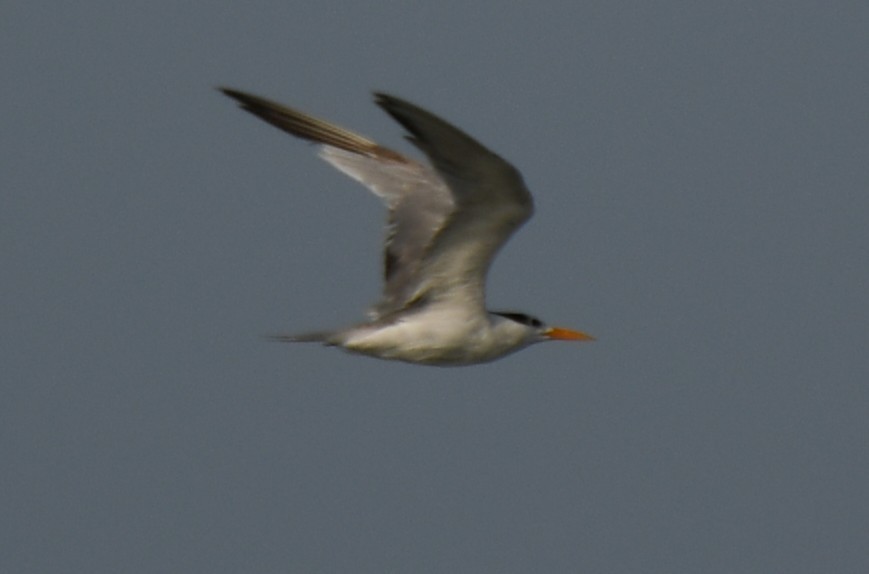 Lesser Crested Tern - ML642469401