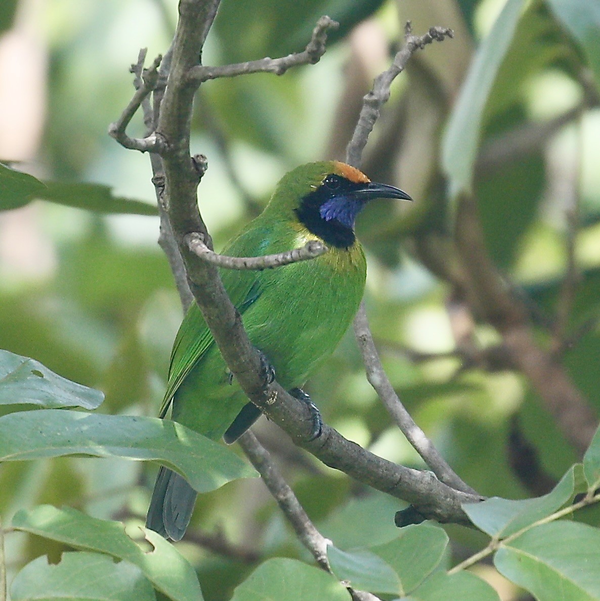 Golden-fronted Leafbird - ML642469402