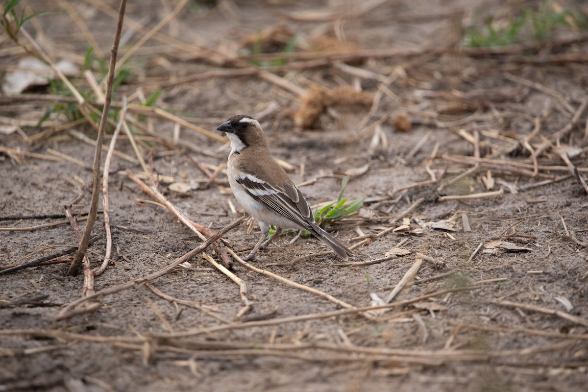 White-browed Sparrow-Weaver - ML642469404