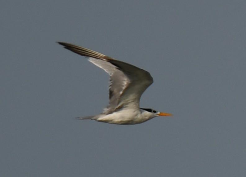 Lesser Crested Tern - ML642469405