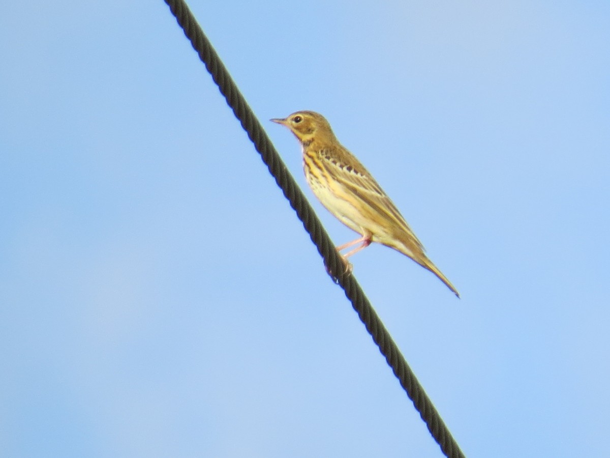 Tree Pipit - ML642469406