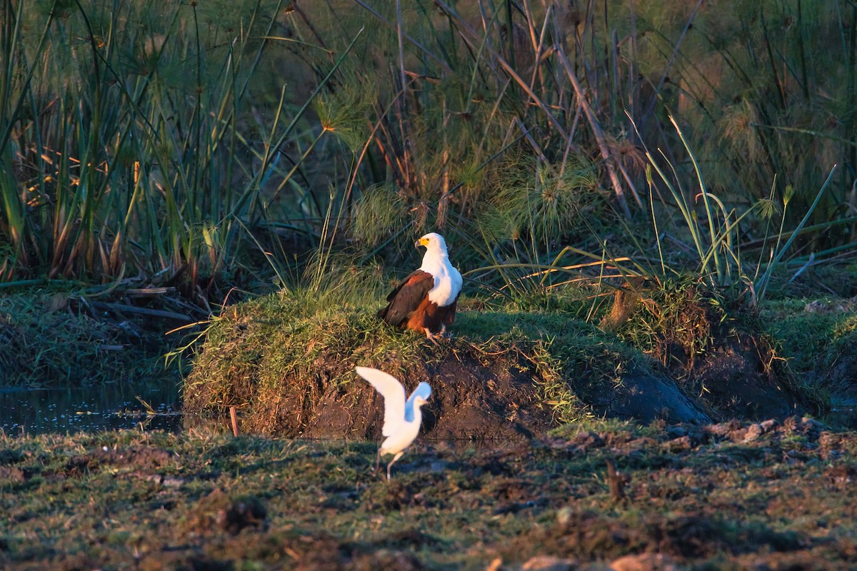 African Fish-Eagle - ML642469407