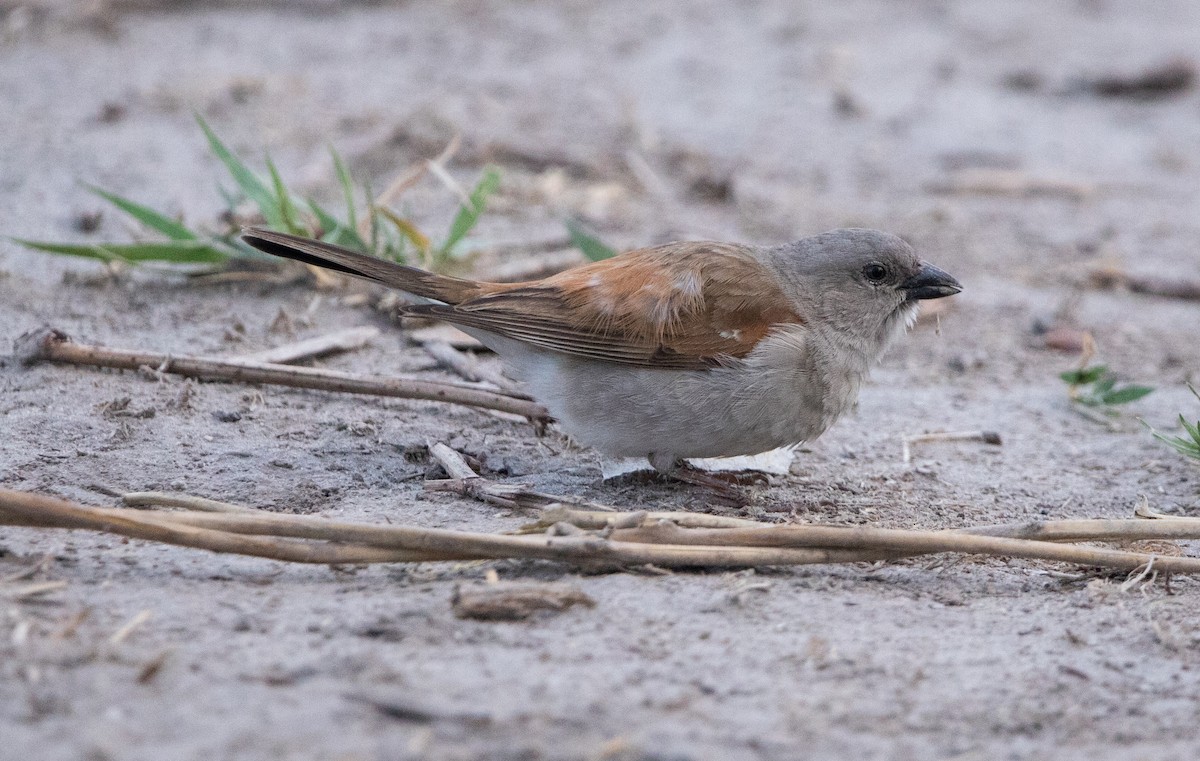 Northern Gray-headed Sparrow - ML642469408